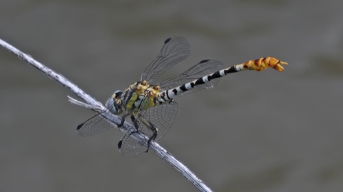 Male
15 July 2016, UTAH, Tooele County